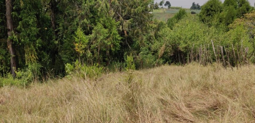 4.25 acres of naturally forested land on the slopes of the Aberdares Nyeri