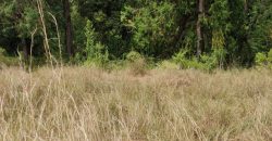 4.25 acres of naturally forested land on the slopes of the Aberdares Nyeri