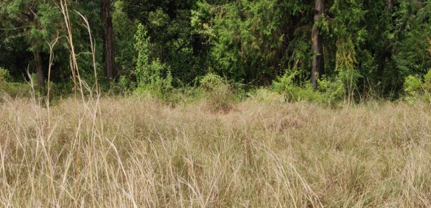 4.25 acres of naturally forested land on the slopes of the Aberdares Nyeri