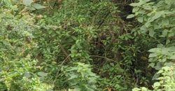 4.25 acres of naturally forested land on the slopes of the Aberdares Nyeri