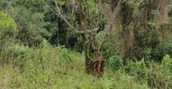 4.25 acres of naturally forested land on the slopes of the Aberdares Nyeri