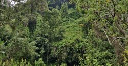 4.25 acres of naturally forested land on the slopes of the Aberdares Nyeri