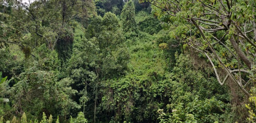 4.25 acres of naturally forested land on the slopes of the Aberdares Nyeri