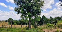 4.25 acres of naturally forested land on the slopes of the Aberdares Nyeri