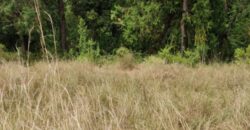 Prime Property in Nairutia