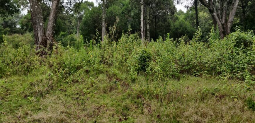 Prime Property in Nairutia